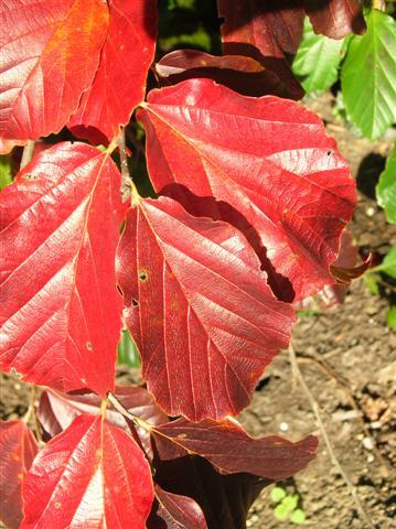 Persian Parrotia red leaves